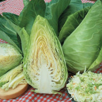 Экспресс семян капусты белокочанной (Hortus)