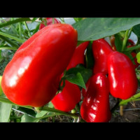 Фаршировочные семена перца сладкого (GL Seeds)