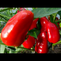 Фаршировочний насіння перцю солодкого (GL Seeds)