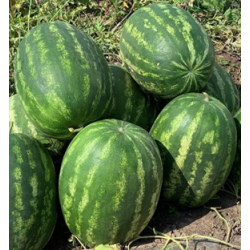 Грин Джар F1 (Green Jar F1) семена арбуза раннего (Seminis)