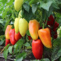 Яника F1 семян перца сладкого (Kitano Seeds)