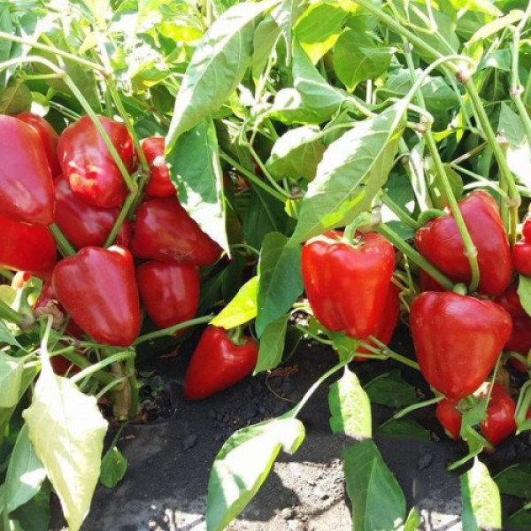 Яника F1 семян перца сладкого (Kitano Seeds)