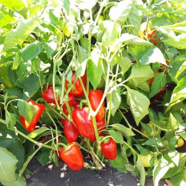 Яника F1 семян перца сладкого (Kitano Seeds)