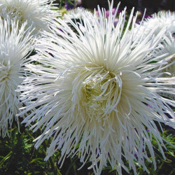 Айстра голчаста біла (White) на зріз насіння (Moravoseed)