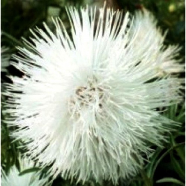 Айстра голчаста біла (White) на зріз насіння (Moravoseed)
