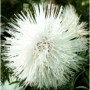Айстра голчаста біла (White) на зріз насіння (Moravoseed)