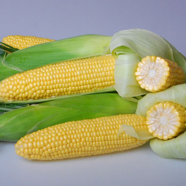 Карамелло F1 семена кукурузы суперсладкой Sh2 (May Seeds)