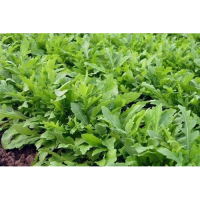 Колтоватые семена рукколы (Hortus)