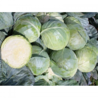 Компас F1 (Глоуб Мастер F1) насіння капусти білоголової (Takii Seeds)