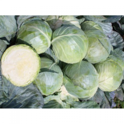 Компас F1 (Глоуб Мастер F1) насіння капусти білоголової (Takii Seeds)