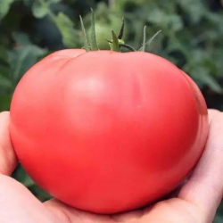 Пінк Дейлі F1 (TEX 2720 F1) насіння помідора індетермінантного (Taki Seeds)