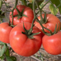 Пинк Дейли F1 (TEX 2720 F1) семена помидора индетерминантного (Taki Seeds)
