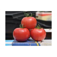 Прайд F1 семена помидора индетерминантного (Lark Seeds)