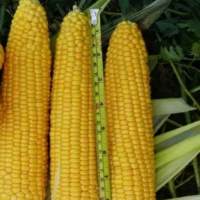Уокер F1 семена кукурузы суперсладкой Sh2 (Spark Seeds)
