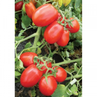 8504 F1 насіння помідора детермінантного (Heinz/Lark Seeds)