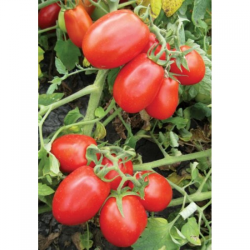 8504 F1 насіння помідора детермінантного (Heinz/Lark Seeds)