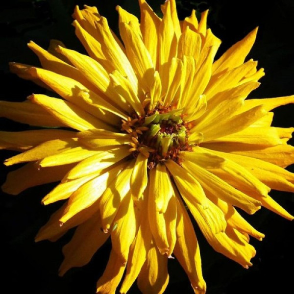 Кактус жовта (yellow) насіння цинії (Floragran)