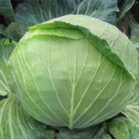 Кам'яна Голова насіння капусти білоголової (Satimex)