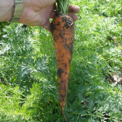 Кардила семян моркови (Semo)