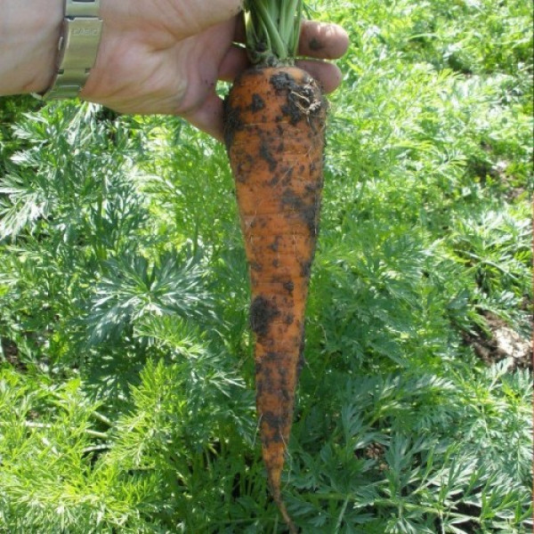 Кардила семян моркови (Semo)