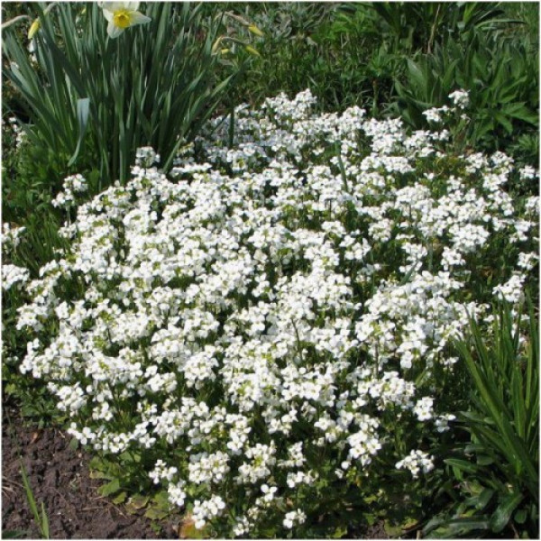 Арабіс кавказький білий (white) насіння (Moravoseed)