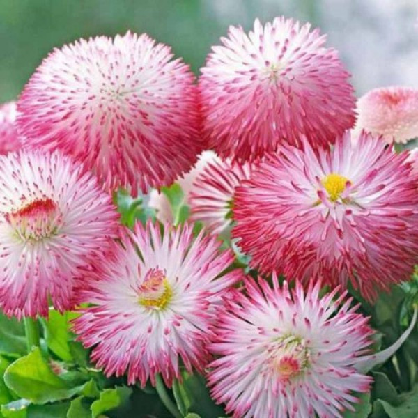 Хабанера рожева (pink) насіння маргаритки (Benary)