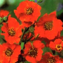 Дзвоник чилійський помаранчевий (orange) насіння (Moravoseed)