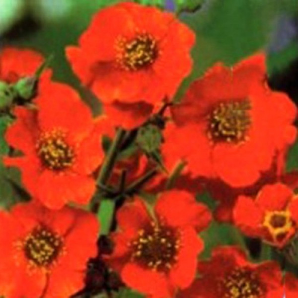 Дзвоник чилійський помаранчевий (orange) насіння (Moravoseed)