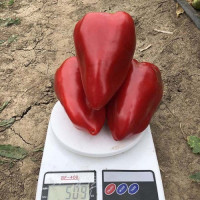 Кольт F1 насіння перцю солодкого тип Венгерський (Lark Seeds)