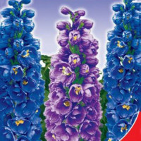 Король Артур насіння дельфініума (GL Seeds)