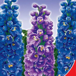 Король Артур насіння дельфініума (GL Seeds)