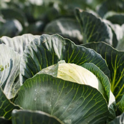 Коронейшн F1 насіння капусти білоголової (Takii Seeds)
