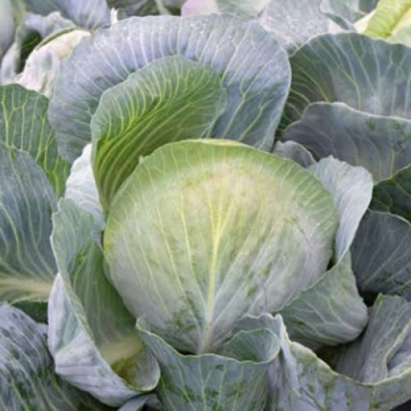 Коронейшн F1 насіння капусти білоголової (Takii Seeds)