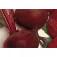 Красная вишня семян свеклы столовой (GL Seeds)