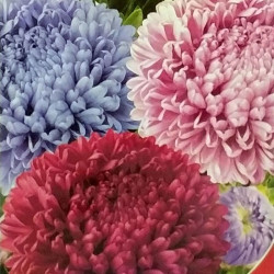 Крестелла Бордюрна насіння айстри (GL Seeds)