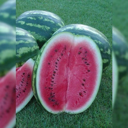 Кримсон Світ насіння кавуна середнього (Hollar Seeds)