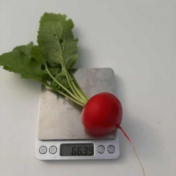 КС 1297 F1 семена редиса (Kitano Seeds)