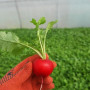 КС 1297 F1 семена редиса (Kitano Seeds)
