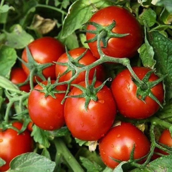 КС 390 F1 (KS 390 F1) насіння помідора детермінантного (Kitano Seeds)