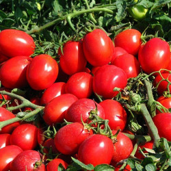 КС 470 F1 (KS 470 F1) насіння помідора детермінантного (Kitano Seeds)