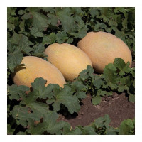 Кубус F1 (КС 6188 F1) насіння дині (Kitano Seeds)