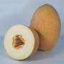 Кубус F1 (КС 6188 F1) семена дыни (Kitano Seeds)