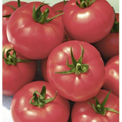 Малиновий ведмедик насіння помідора детермінантного (GL Seeds)