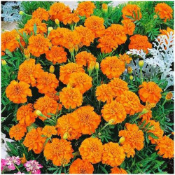 Малюк помаранчеві (Orange) насіння чорнобривців (Hem Zaden)