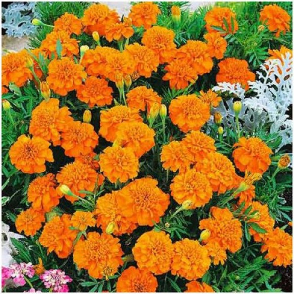 Малюк помаранчеві (Orange) насіння чорнобривців (Hem Zaden)