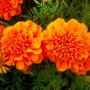 Малюк помаранчеві (Orange) насіння чорнобривців (Hem Zaden)