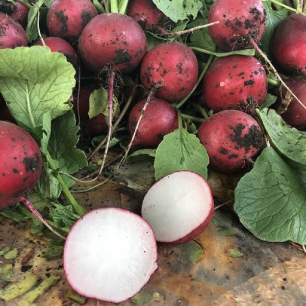 Марвел F1 семена редиса (Lark Seeds)