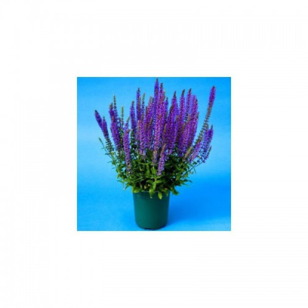 Мерло синя (blue) насіння сальвії (Syngenta)