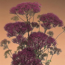 Мічіган фіолетовий (purple)
