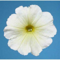 Міраж F1 біла (white) насіння петунії мультифлора (Pan American)